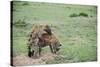 Kenya, Masai Mara National Reserve, Hyena Mating-Anthony Asael-Stretched Canvas