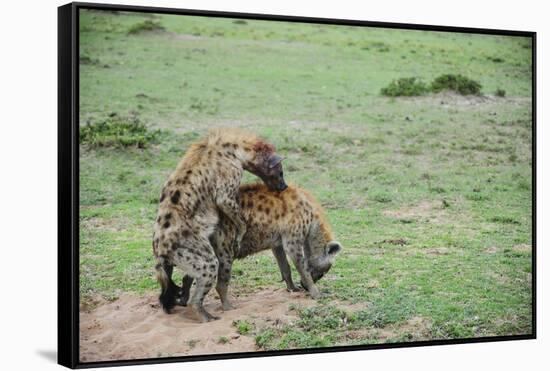 Kenya, Masai Mara National Reserve, Hyena Mating-Anthony Asael-Framed Stretched Canvas