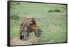 Kenya, Masai Mara National Reserve, Hyena Mating-Anthony Asael-Framed Stretched Canvas