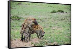 Kenya, Masai Mara National Reserve, Hyena Mating-Anthony Asael-Framed Stretched Canvas