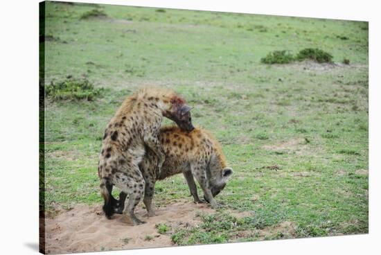 Kenya, Masai Mara National Reserve, Hyena Mating-Anthony Asael-Stretched Canvas