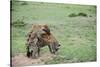 Kenya, Masai Mara National Reserve, Hyena Mating-Anthony Asael-Stretched Canvas