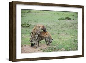 Kenya, Masai Mara National Reserve, Hyena Mating-Anthony Asael-Framed Photographic Print