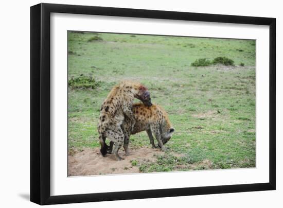 Kenya, Masai Mara National Reserve, Hyena Mating-Anthony Asael-Framed Photographic Print