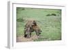 Kenya, Masai Mara National Reserve, Hyena Mating-Anthony Asael-Framed Photographic Print