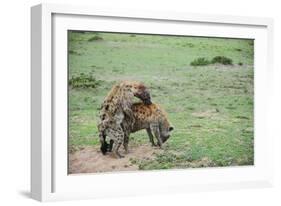 Kenya, Masai Mara National Reserve, Hyena Mating-Anthony Asael-Framed Photographic Print