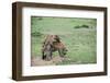 Kenya, Masai Mara National Reserve, Hyena Mating-Anthony Asael-Framed Photographic Print