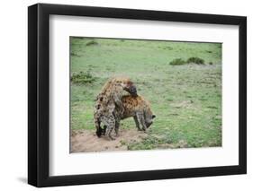Kenya, Masai Mara National Reserve, Hyena Mating-Anthony Asael-Framed Photographic Print