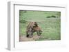 Kenya, Masai Mara National Reserve, Hyena Mating-Anthony Asael-Framed Photographic Print