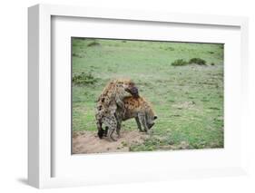 Kenya, Masai Mara National Reserve, Hyena Mating-Anthony Asael-Framed Photographic Print