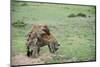 Kenya, Masai Mara National Reserve, Hyena Mating-Anthony Asael-Mounted Photographic Print