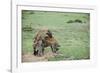 Kenya, Masai Mara National Reserve, Hyena Mating-Anthony Asael-Framed Photographic Print