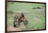 Kenya, Masai Mara National Reserve, Hyena Mating-Anthony Asael-Framed Photographic Print