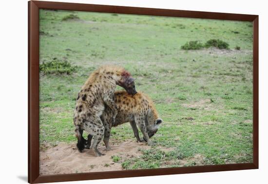 Kenya, Masai Mara National Reserve, Hyena Mating-Anthony Asael-Framed Photographic Print