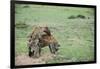 Kenya, Masai Mara National Reserve, Hyena Mating-Anthony Asael-Framed Photographic Print