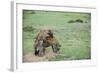 Kenya, Masai Mara National Reserve, Hyena Mating-Anthony Asael-Framed Photographic Print