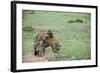 Kenya, Masai Mara National Reserve, Hyena Mating-Anthony Asael-Framed Photographic Print