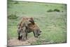 Kenya, Masai Mara National Reserve, Hyena Mating-Anthony Asael-Mounted Photographic Print