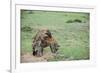 Kenya, Masai Mara National Reserve, Hyena Mating-Anthony Asael-Framed Photographic Print