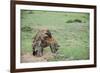 Kenya, Masai Mara National Reserve, Hyena Mating-Anthony Asael-Framed Photographic Print