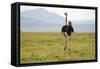 Kenya, Masai Mara National Reserve, Male Ostrich Walking in the Savanna-Anthony Asael-Framed Stretched Canvas