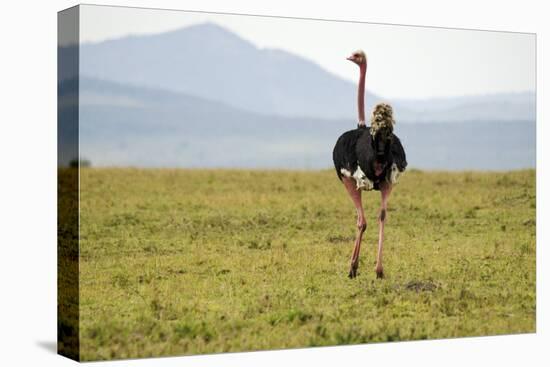 Kenya, Masai Mara National Reserve, Male Ostrich Walking in the Savanna-Anthony Asael-Stretched Canvas