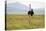 Kenya, Masai Mara National Reserve, Male Ostrich Walking in the Savanna-Anthony Asael-Stretched Canvas