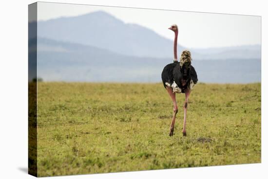 Kenya, Masai Mara National Reserve, Male Ostrich Walking in the Savanna-Anthony Asael-Stretched Canvas