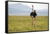 Kenya, Masai Mara National Reserve, Male Ostrich Walking in the Savanna-Anthony Asael-Framed Stretched Canvas