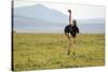 Kenya, Masai Mara National Reserve, Male Ostrich Walking in the Savanna-Anthony Asael-Stretched Canvas