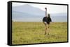 Kenya, Masai Mara National Reserve, Male Ostrich Walking in the Savanna-Anthony Asael-Framed Stretched Canvas