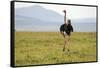 Kenya, Masai Mara National Reserve, Male Ostrich Walking in the Savanna-Anthony Asael-Framed Stretched Canvas