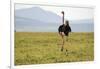 Kenya, Masai Mara National Reserve, Male Ostrich Walking in the Savanna-Anthony Asael-Framed Photographic Print