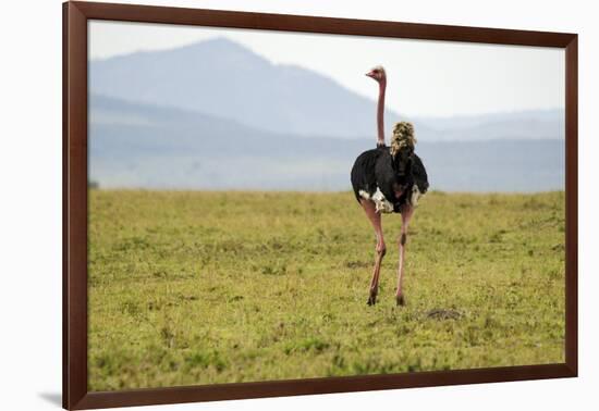 Kenya, Masai Mara National Reserve, Male Ostrich Walking in the Savanna-Anthony Asael-Framed Photographic Print