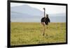 Kenya, Masai Mara National Reserve, Male Ostrich Walking in the Savanna-Anthony Asael-Framed Photographic Print