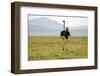 Kenya, Masai Mara National Reserve, Male Ostrich Walking in the Savanna-Anthony Asael-Framed Photographic Print