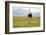 Kenya, Masai Mara National Reserve, Male Ostrich Walking in the Savanna-Anthony Asael-Framed Photographic Print