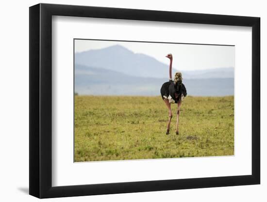 Kenya, Masai Mara National Reserve, Male Ostrich Walking in the Savanna-Anthony Asael-Framed Photographic Print