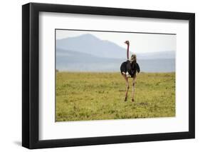 Kenya, Masai Mara National Reserve, Male Ostrich Walking in the Savanna-Anthony Asael-Framed Photographic Print