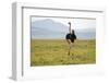 Kenya, Masai Mara National Reserve, Male Ostrich Walking in the Savanna-Anthony Asael-Framed Photographic Print