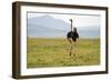 Kenya, Masai Mara National Reserve, Male Ostrich Walking in the Savanna-Anthony Asael-Framed Photographic Print