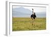 Kenya, Masai Mara National Reserve, Male Ostrich Walking in the Savanna-Anthony Asael-Framed Photographic Print