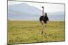 Kenya, Masai Mara National Reserve, Male Ostrich Walking in the Savanna-Anthony Asael-Mounted Photographic Print