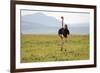 Kenya, Masai Mara National Reserve, Male Ostrich Walking in the Savanna-Anthony Asael-Framed Photographic Print