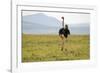 Kenya, Masai Mara National Reserve, Male Ostrich Walking in the Savanna-Anthony Asael-Framed Photographic Print