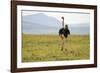 Kenya, Masai Mara National Reserve, Male Ostrich Walking in the Savanna-Anthony Asael-Framed Photographic Print