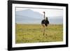 Kenya, Masai Mara National Reserve, Male Ostrich Walking in the Savanna-Anthony Asael-Framed Photographic Print