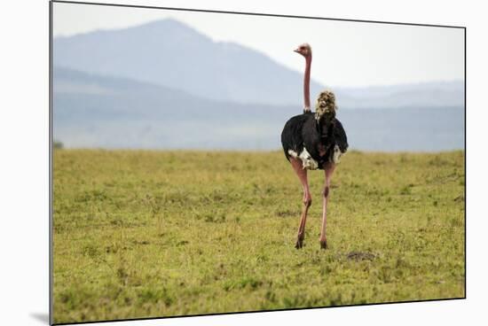 Kenya, Masai Mara National Reserve, Male Ostrich Walking in the Savanna-Anthony Asael-Mounted Photographic Print