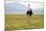 Kenya, Masai Mara National Reserve, Male Ostrich Walking in the Savanna-Anthony Asael-Mounted Photographic Print