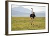 Kenya, Masai Mara National Reserve, Male Ostrich Walking in the Savanna-Anthony Asael-Framed Photographic Print